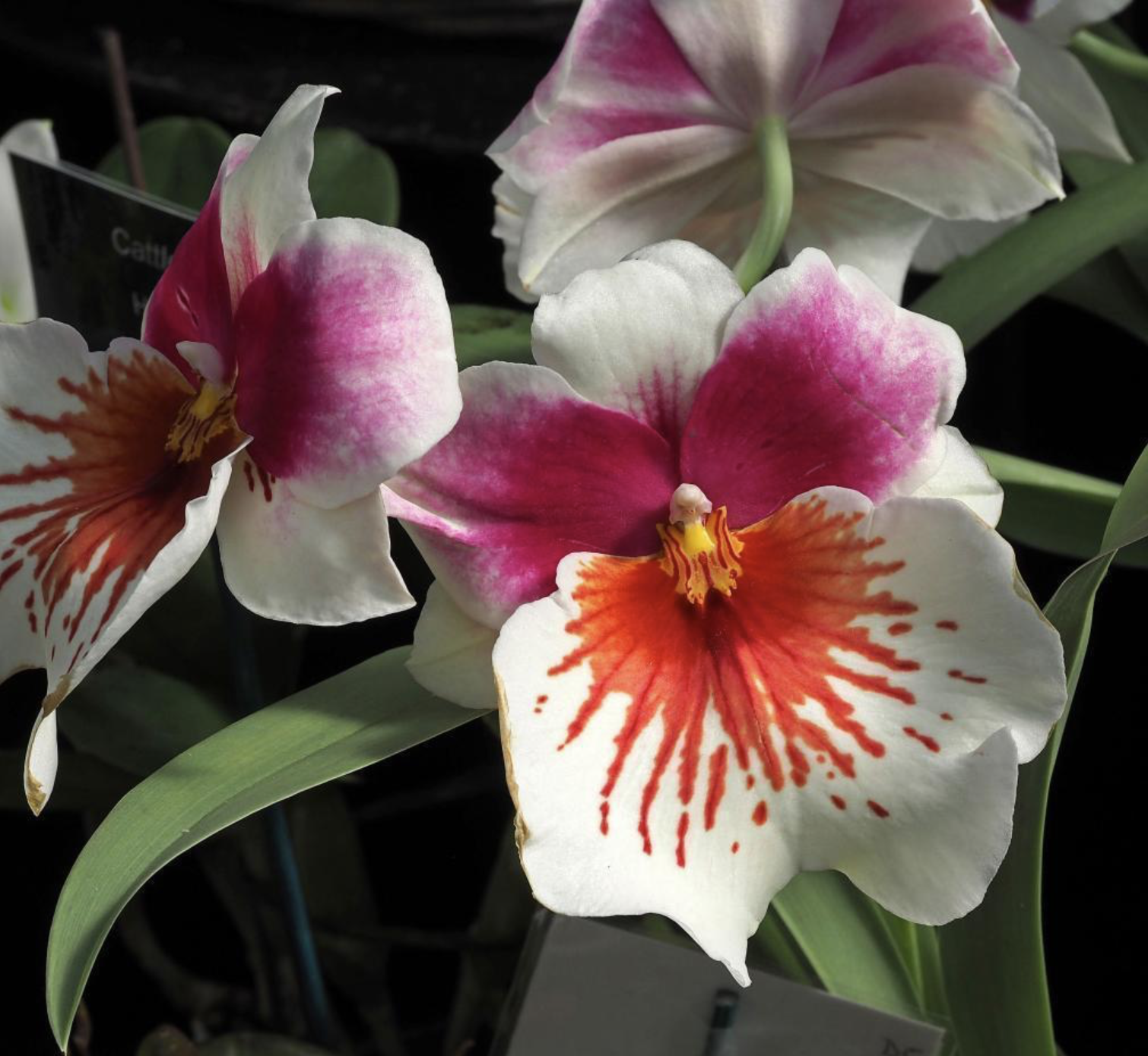 Orchid fair Botanics