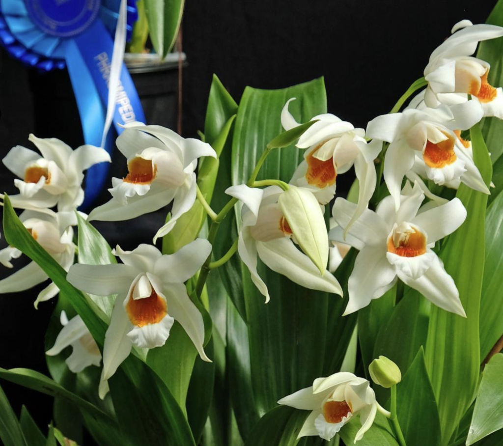 orchid fair botanic gardens