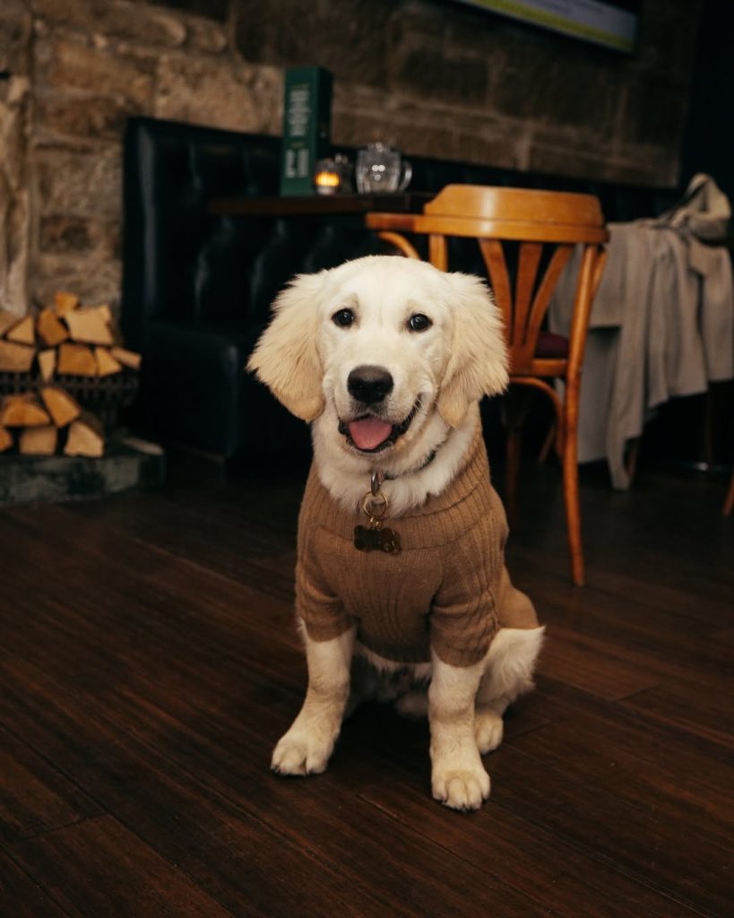 Dog Friendly Glasgow West